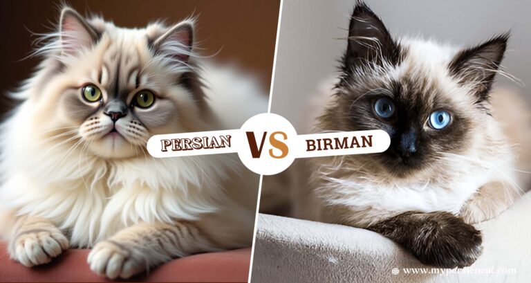 Birman vs Persian Cat: My Honest Take After Years of Cat Care