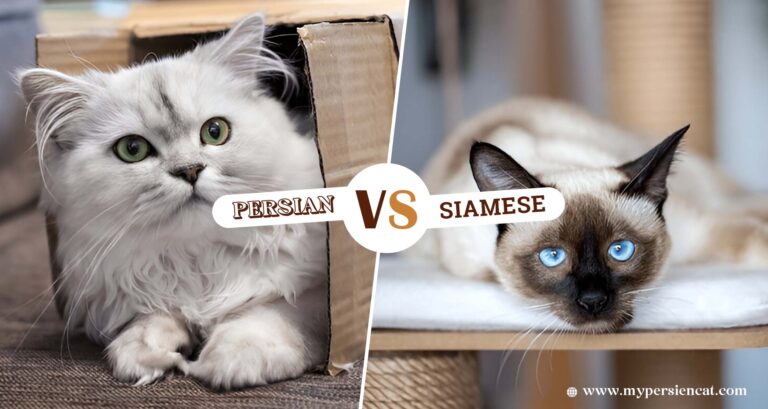Persian Cat vs Siamese Cat