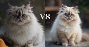 Persian Cat Male or Female Which is Better