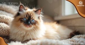 Mix Persian Siamese Cat