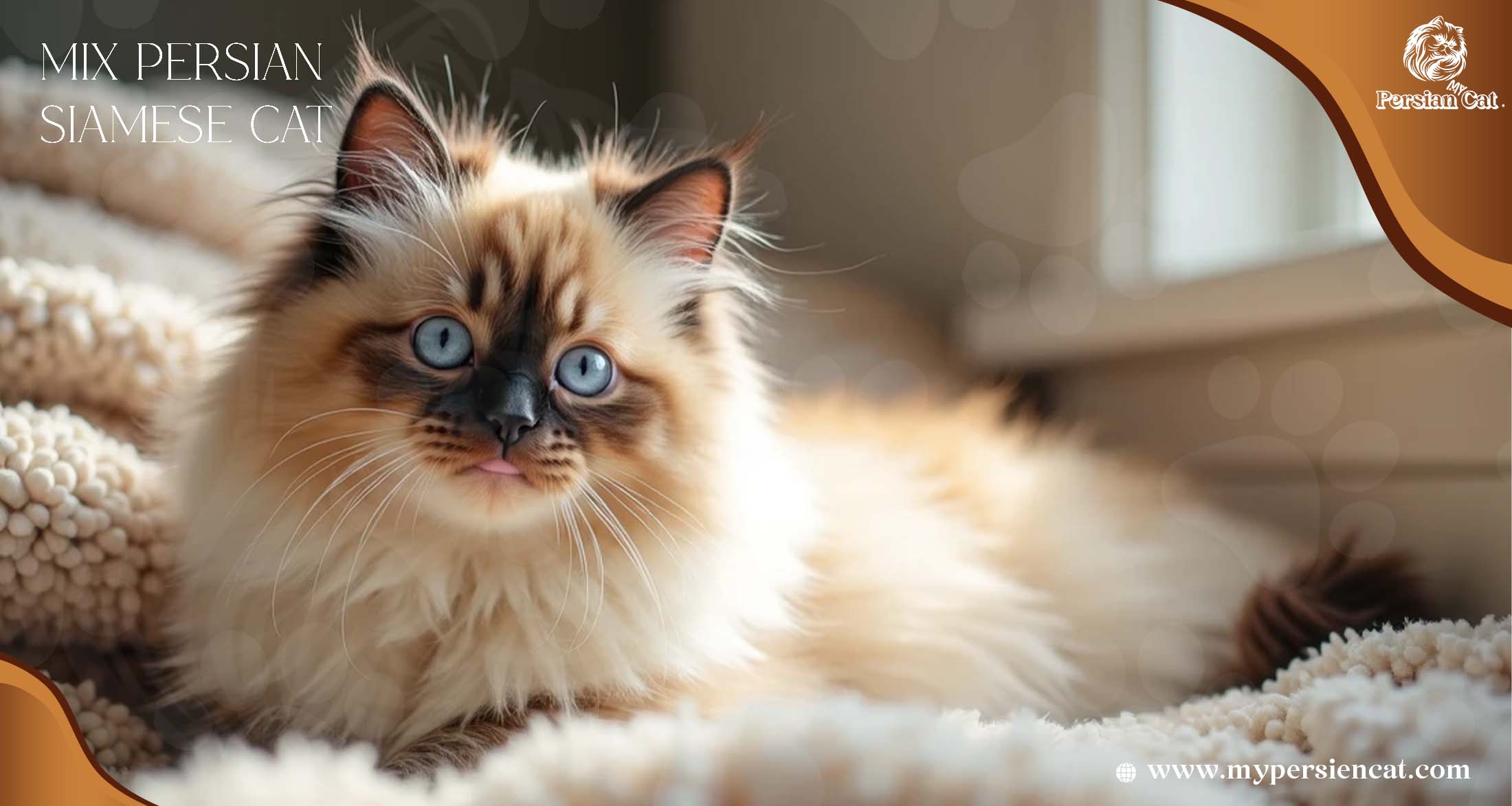 Mix Persian Siamese Cat