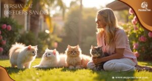 Persian Cat Breeders in San Diego: Trusted My Heartfelt Guide