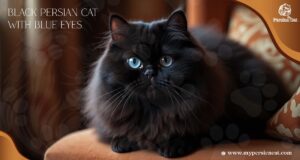 black persian cat with blue eyes​