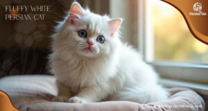 Fluffy White Persian Cat: My Life with a Enchanting Charm