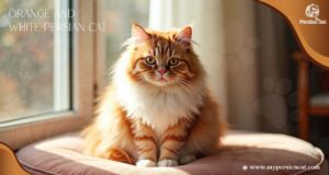 Orange and White Persian Cat: My Sweet Guide