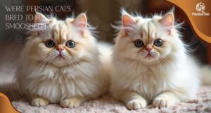 Were Persian Cats Bred to Have Smooshed Faces