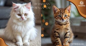 Persian vs Bengal Cat Truths That Surprised Me