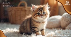 Bengal Persian Cat
