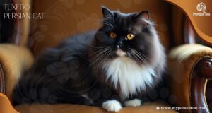 Tuxedo Persian Cat Secrets Every Loving Owner Should Know