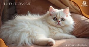 My Fluffy Persian Cat Journey: Soft, Serene, Magical
