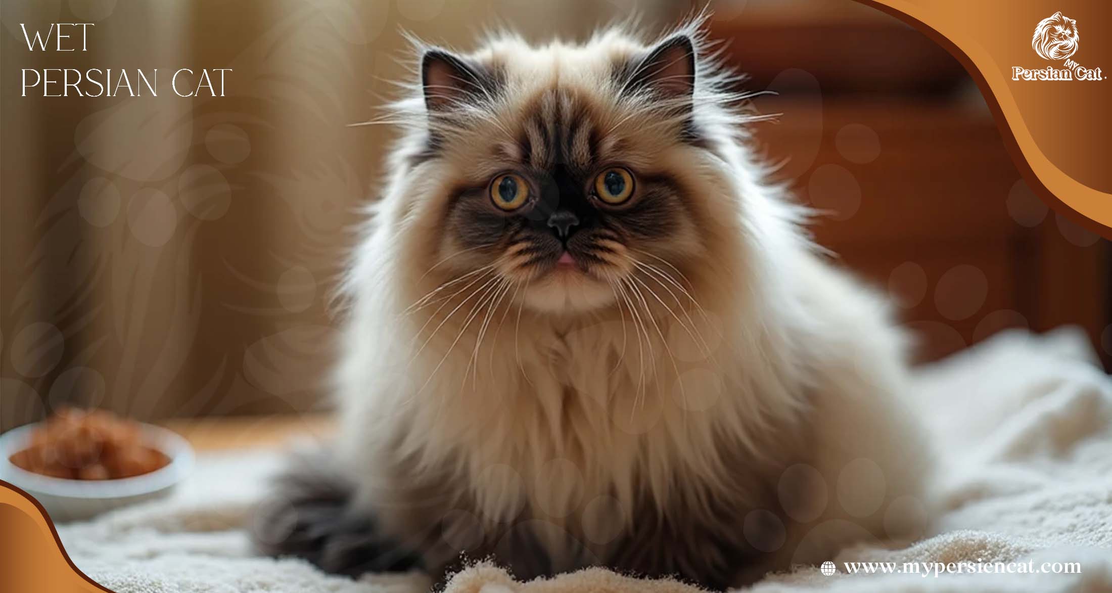 Wet Persian Cat Surprise: A Funny Little Mystery