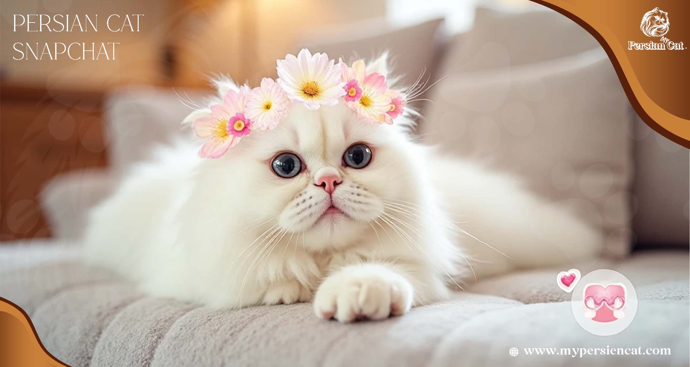 Persian Cat Snapchat: How Stories Brightened My Day