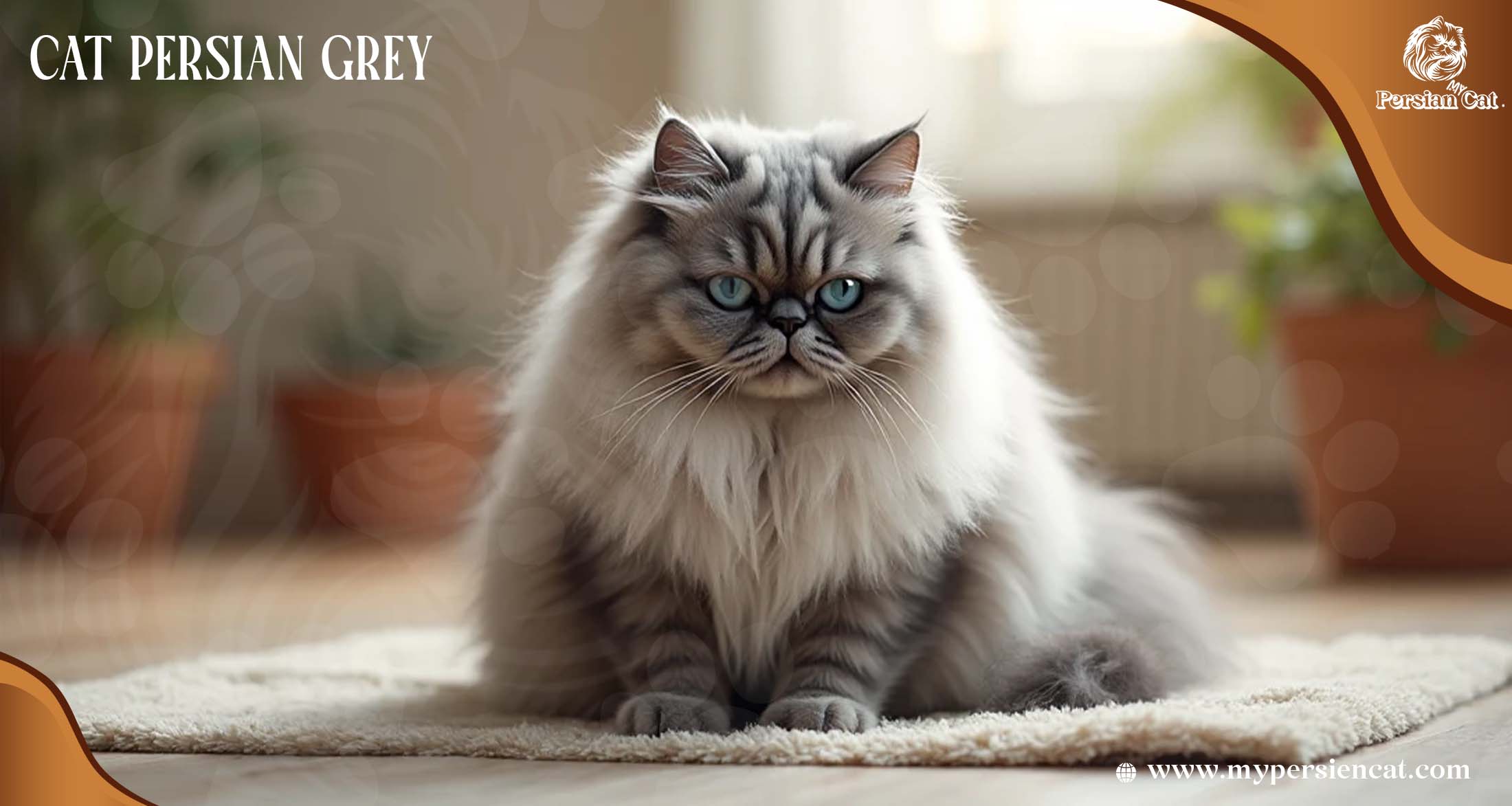 Cat Persian Grey Shows Deep Sweet Wonder