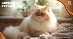 Gorgeous Persian Cat Guide With Captivating Insight