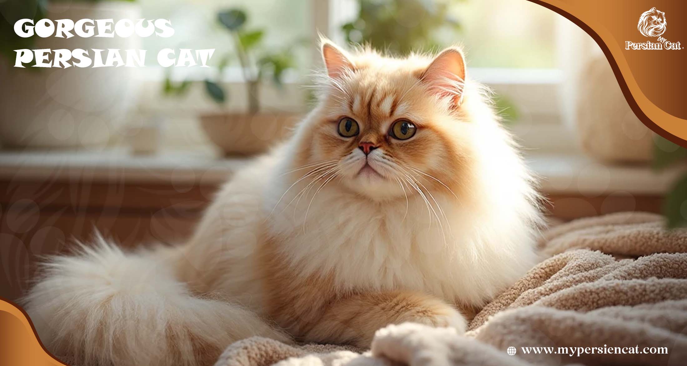 Gorgeous Persian Cat Guide With Captivating Insight