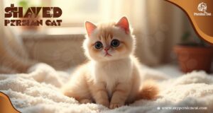 Shaved Persian Cat My Journey and Surprising Grooming Secrets