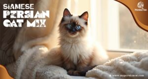 Siamese Persian Cat mix in My Cozy Home