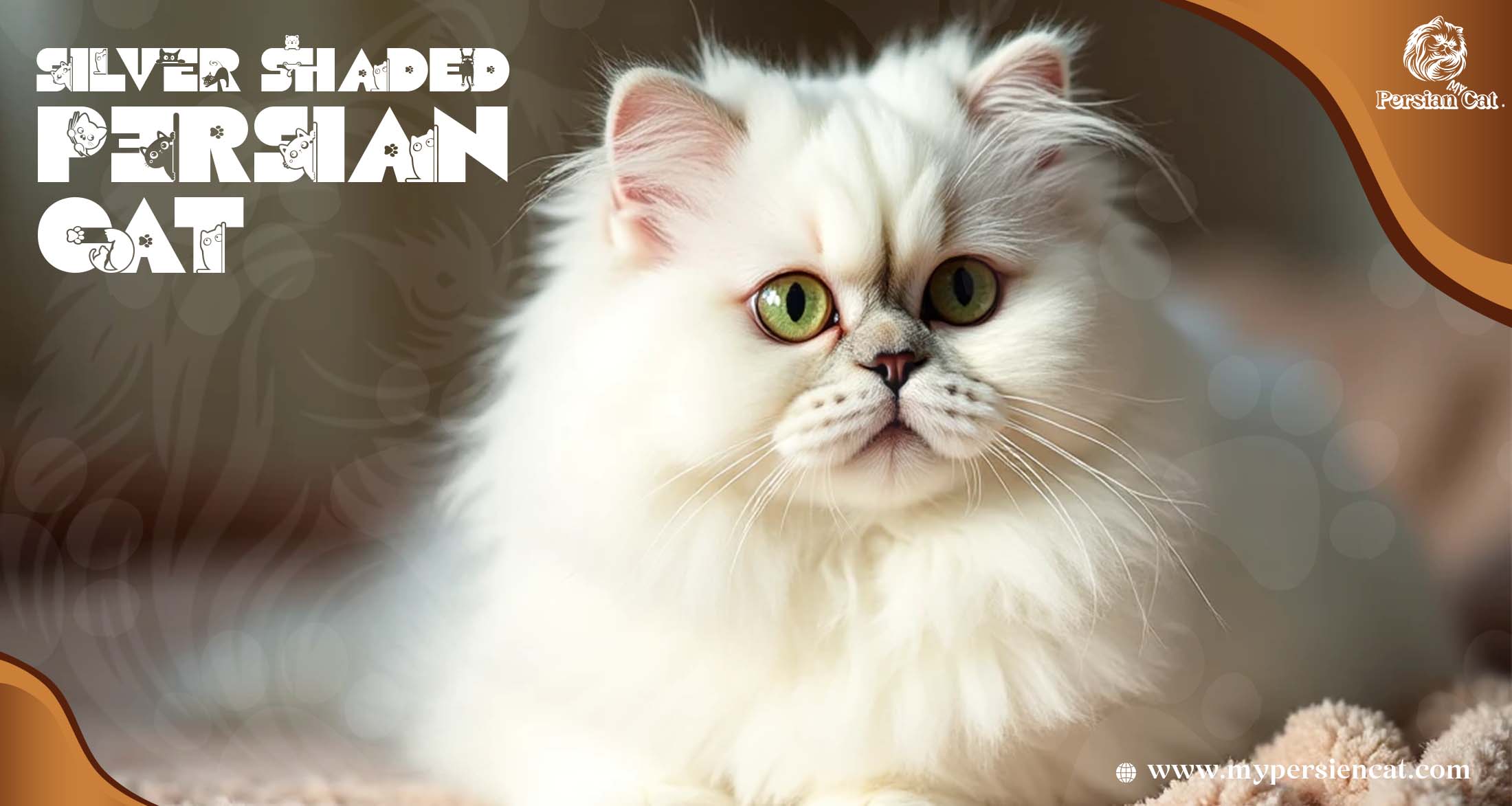 Silver Shaded Persian Cat Guide from My Calm Experience
