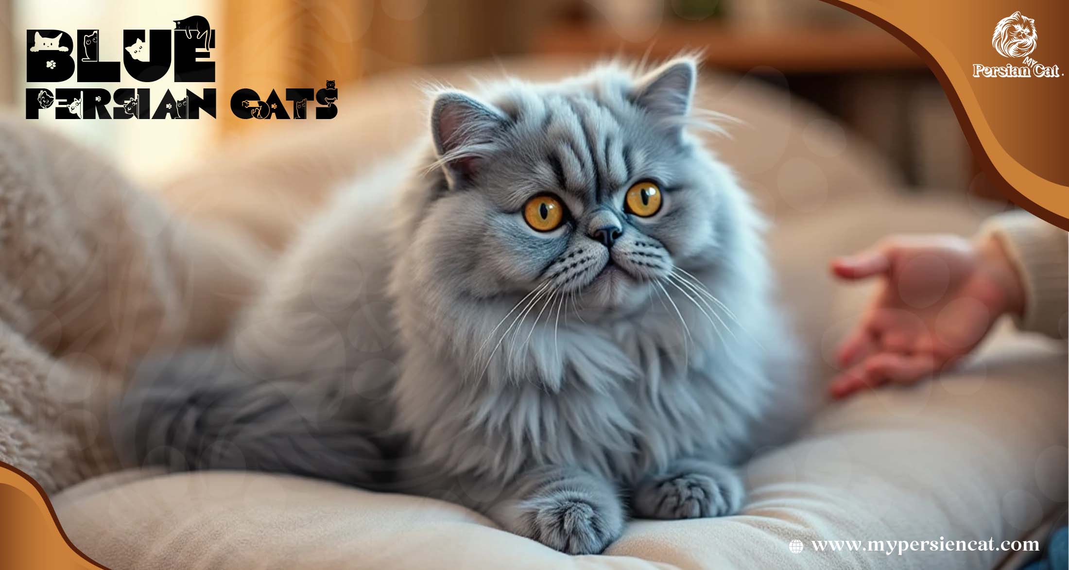 Blue Persian Cats My Calm Essential Insight