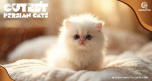 Cutest Persian Cat Stole My Heart Today