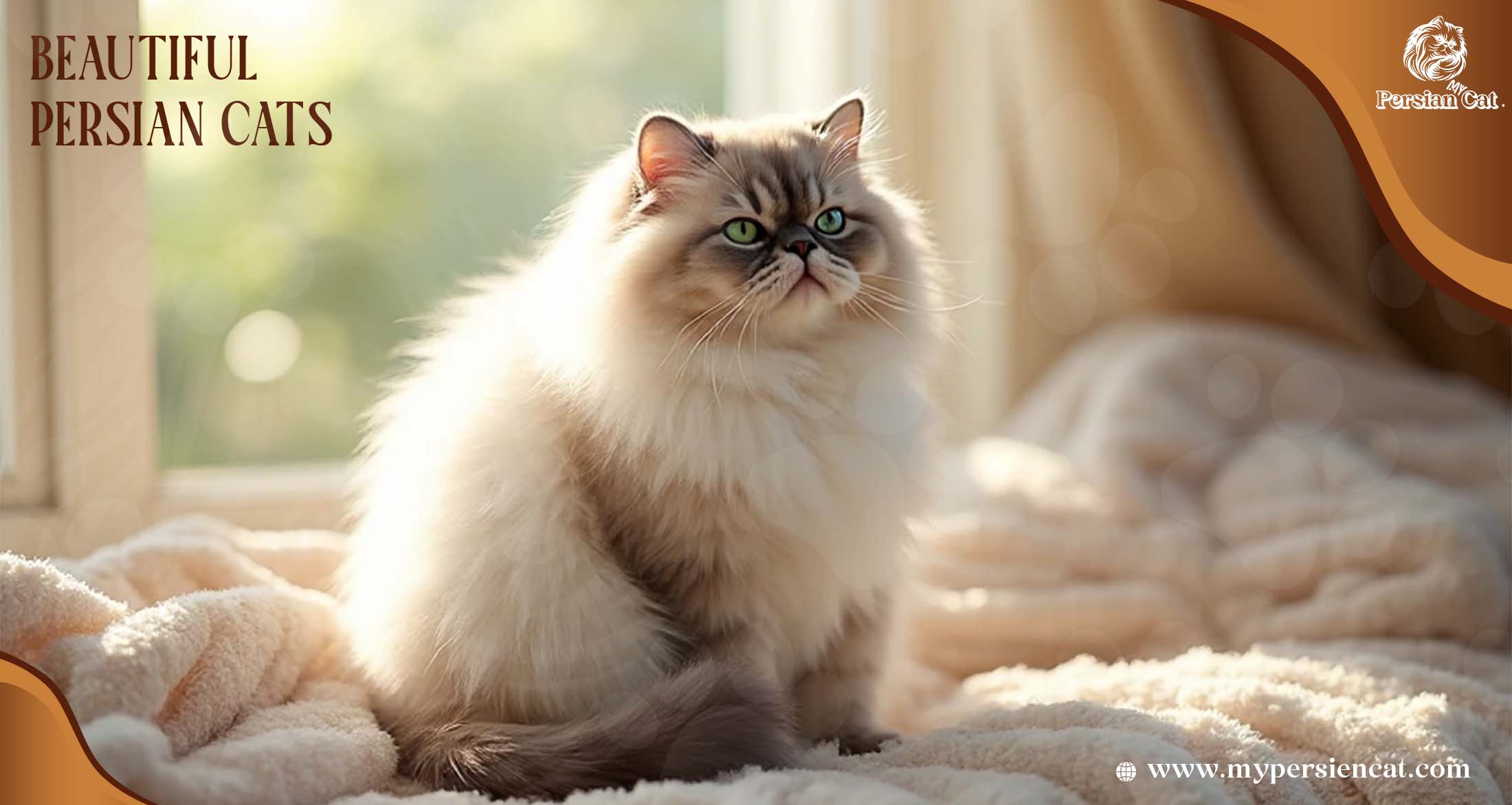 Beautiful Persian Cats and Their Enchanting Elegance