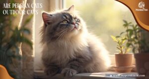 Are Persian Cats Outdoor Cats Why They Love Home Comfort