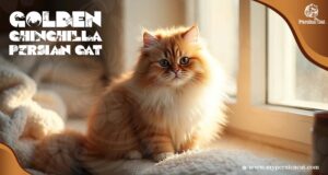 Golden Chinchilla Persian Cat and Its Enigmatic Charm