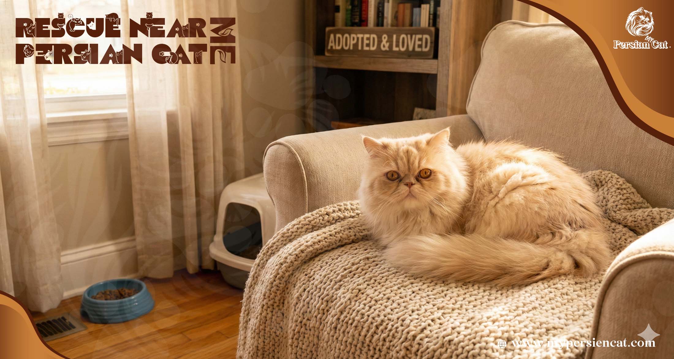 Persian Cat Rescue Near Me Journey of Quiet Grace