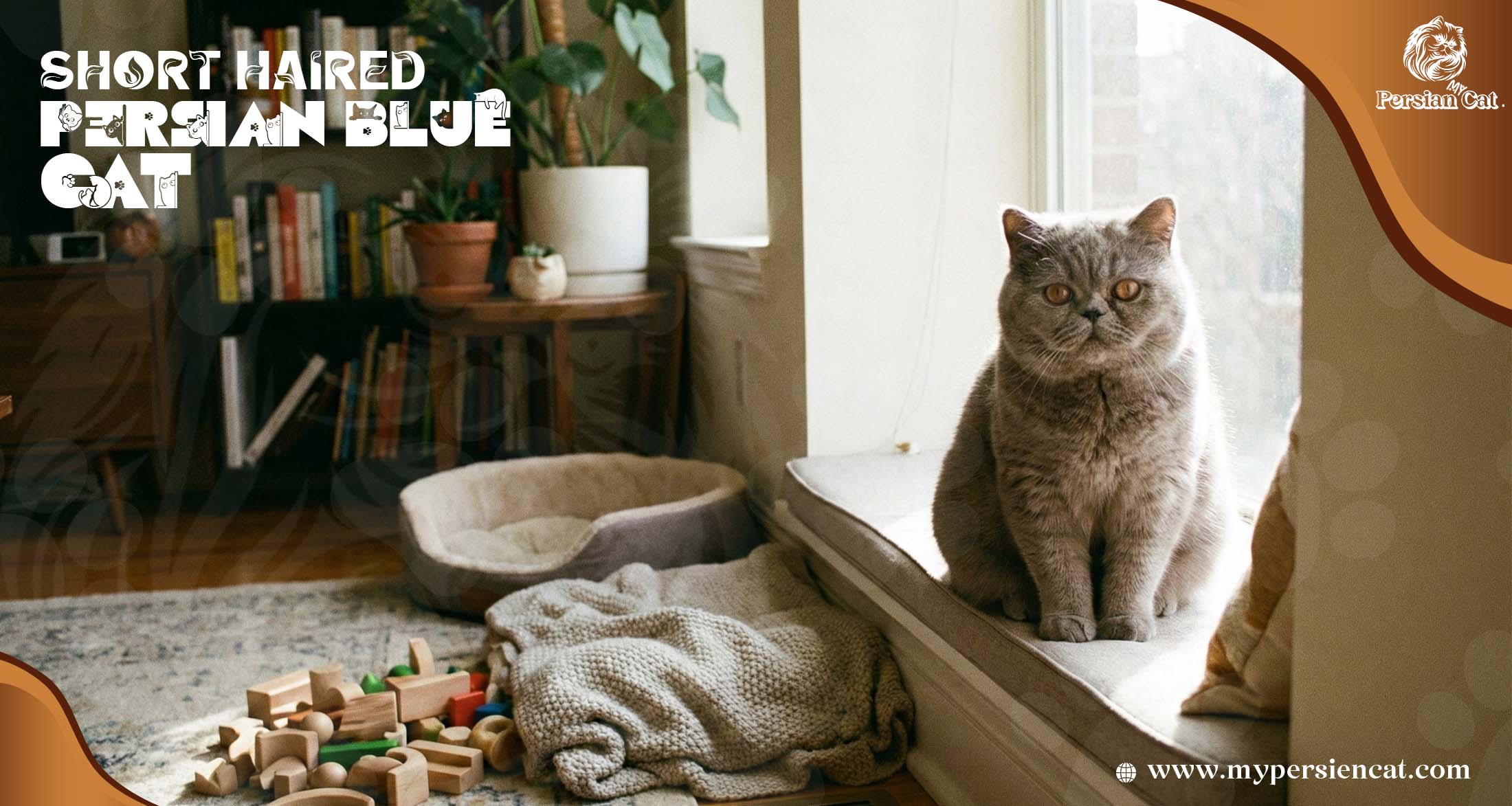 Short Haired Persian Blue Cat Journey Felt Magical and Vivid