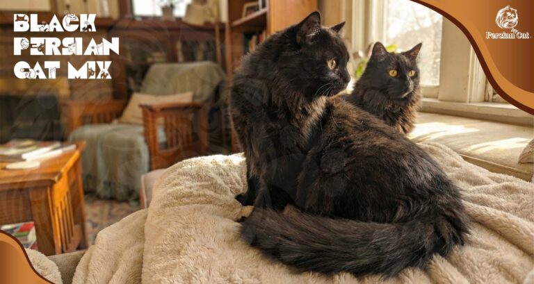 My Black Persian Cat Mix Honest Calm Quietude