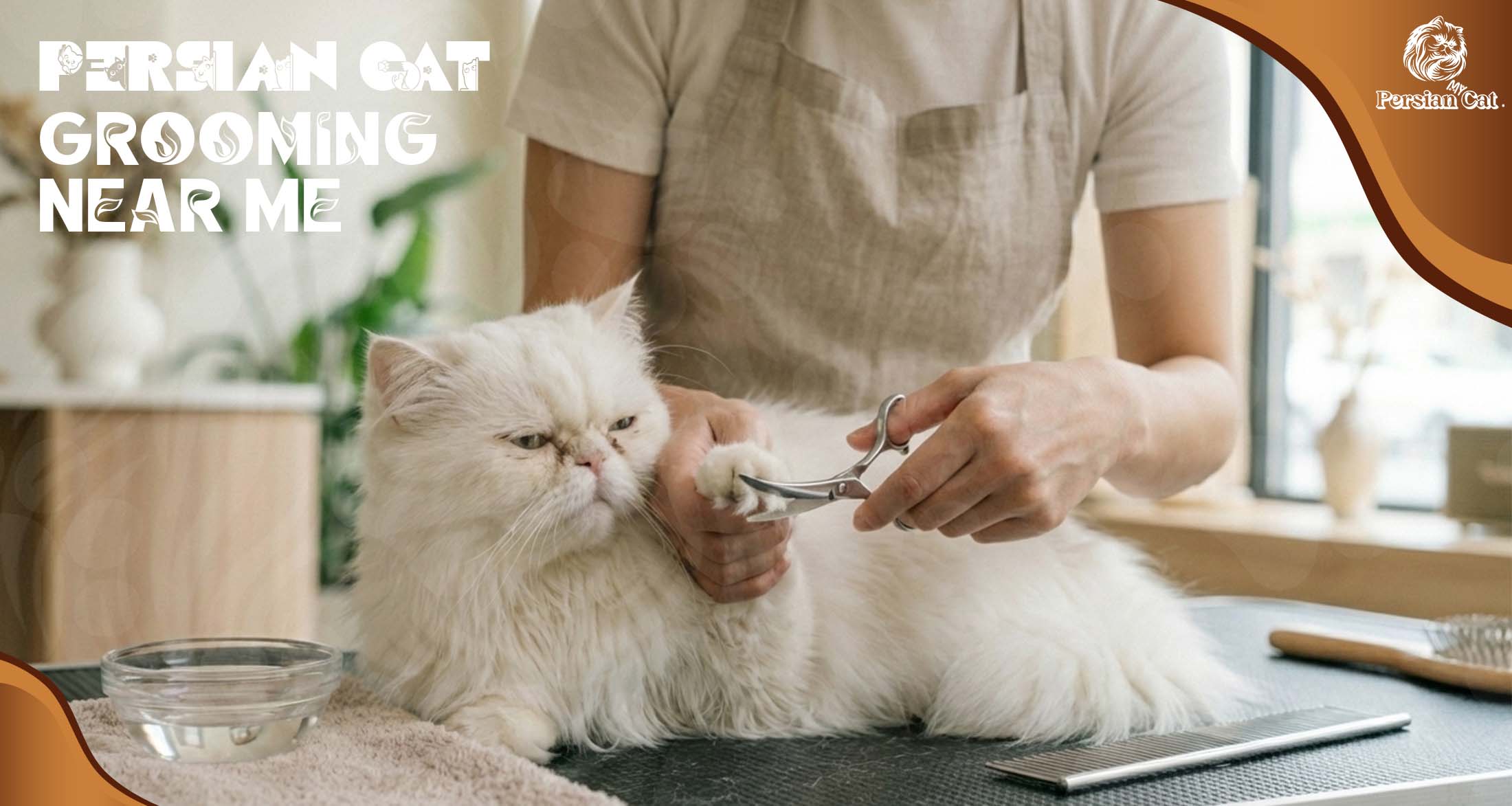 Persian Cat Grooming Near Me From Experience