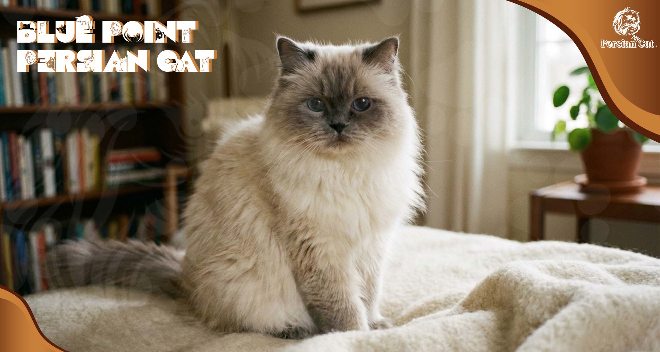 Blue Point Persian Cat With a Gentle Soul