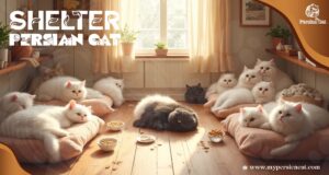 Persian Cat Shelter Stories That Spark Quiet Hope