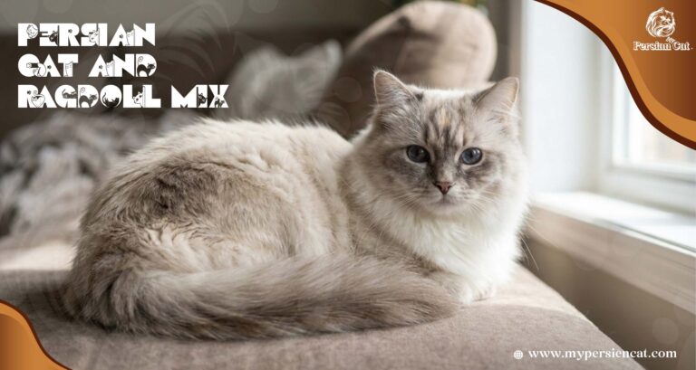 My Best Sweet Placid Persian Cat and Ragdoll Mix