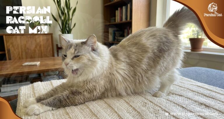 Persian Ragdoll Cat Mix Honest Loving Nuanced