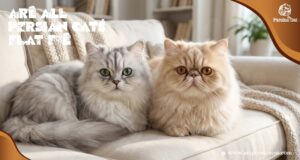 Are All Persian Cats Flat Face? Amazing Facts