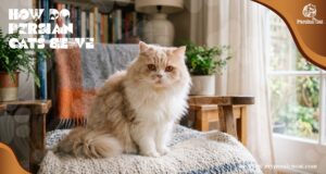 How Do Persian Cats Behave Amazing Secrets?
