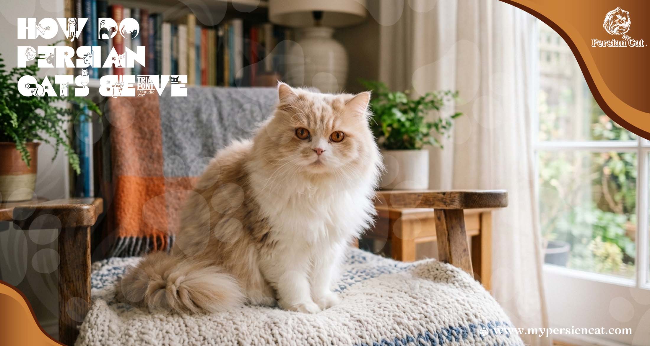 How Do Persian Cats Behave Amazing Secrets?